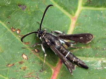 Pyropteron affine Stgr adulte - �Daniel Morel