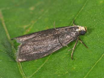 &copy;Philippe Mothiron. Salebriopsis albicilla H.-S.