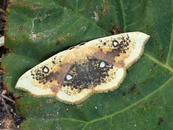 Cyclophora albiocellaria Hb. adulte - �Daniel Morel