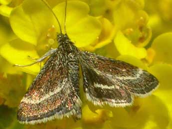 Atralata albofascialis Tr. adulte - �Amy Sergent