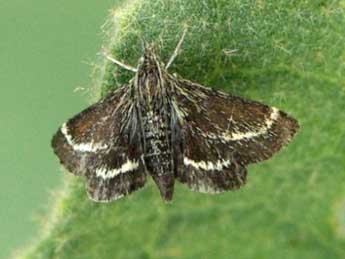 Atralata albofascialis Tr. adulte - �Michel Ehrhardt