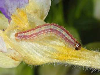  Chenille de Perizoma alchemillata L. - �Wolfgang Wagner, www.pyrgus.de