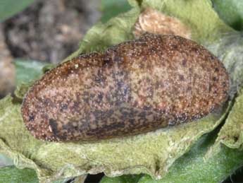  Chrysalide de Lycaena alciphron Rott. - �Wolfgang Wagner, www.pyrgus.de