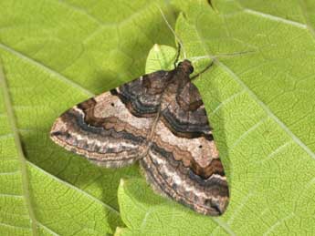 Antilurga alhambrata Stgr adulte - �Philippe Mothiron