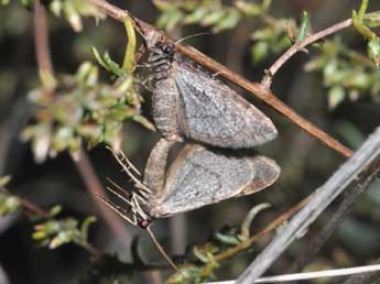 Antilurga alhambrata Stgr adulte - �Philippe Mothiron