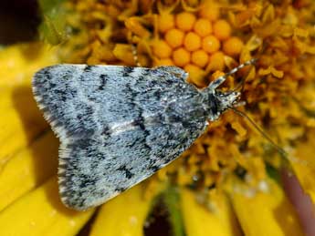 Orenaia andereggialis H.-S. adulte - �Daniel Morel