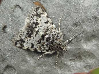 Orenaia alpestralis F. adulte - �Jean-Pierre Lamoline