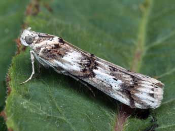 Pempelia alpigenella Dup. adulte - �Daniel Morel