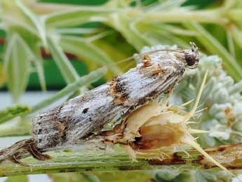 Pempelia alpigenella Dup. adulte - �Friedmar Graf