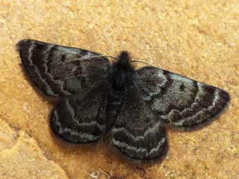 Psodos alticolaria Mn adulte - �Daniel Morel