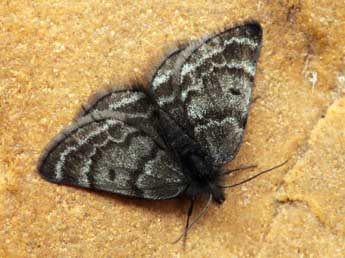 Psodos alticolaria Mn adulte - �Daniel Morel