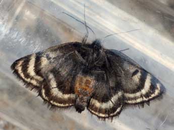 Psodos alticolaria Mn adulte - �Daniel Morel