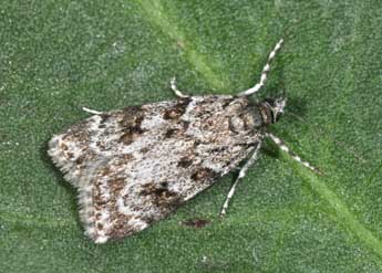 Scoparia ambigualis Tr. adulte - �Philippe Mothiron