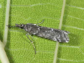 Eudonia angustea Curt. adulte - �Philippe Mothiron