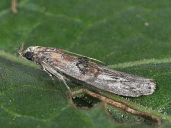 Nephopterix angustella Hb. adulte - �Philippe Mothiron