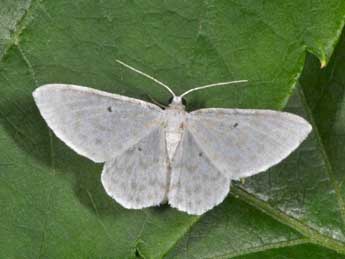 Asthena anseraria H.-S. adulte - �Philippe Mothiron