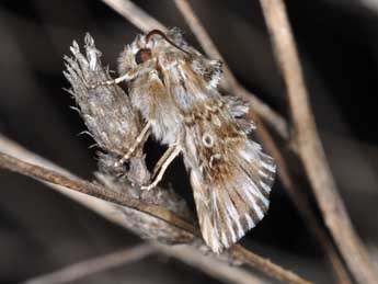 Omphalophana antirrhinii Hb. adulte - �Philippe Mothiron