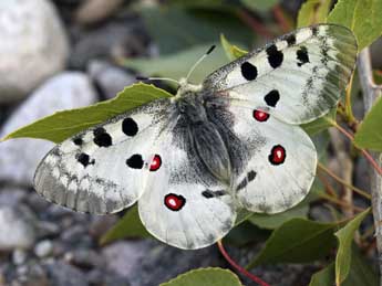 Parnassius apollo L. adulte - �Daniel Morel