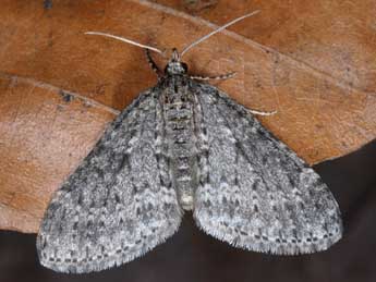 Acasis appensata Ev. adulte - �Wolfgang Wagner, www.pyrgus.de