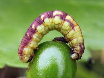  Chenille de Acasis appensata Ev. - �Daniel Morel & Lionel Taurand