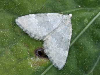 Colostygia aqueata Hb. adulte - �Daniel Morel