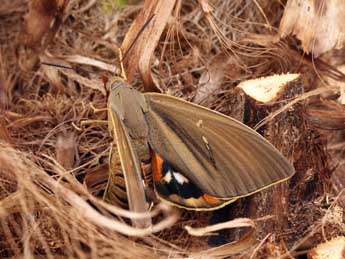 Paysandisia archon Burmstr adulte - �Daniel Morel