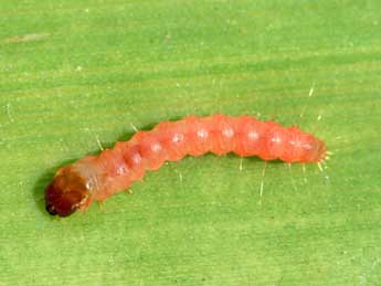  Oeuf de Paysandisia archon Burmstr - �Serge Wambeke