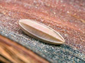  Oeuf de Paysandisia archon Burmstr - �Serge Wambeke