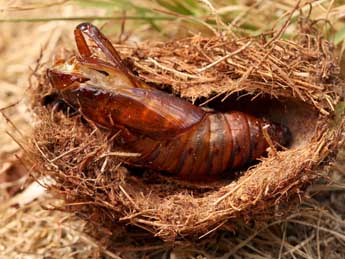  Chrysalide de Paysandisia archon Burmstr - �Daniel Morel