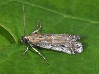 Pempeliella ardosiella Rag. adulte - �Philippe Mothiron