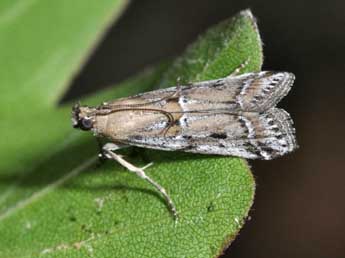 Pempeliella ardosiella Rag. adulte - �Philippe Mothiron