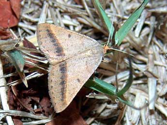 Isturgia arenacearia D. & S. adulte - �Patrick Gros