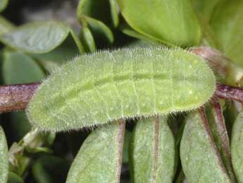  Chenille de Plebejus argyrognomon Brgstr. - �Wolfgang Wagner, www.pyrgus.de