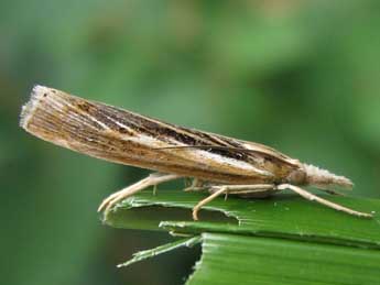 Pediasia aridella Thnbg adulte - �Nicole Lepertel