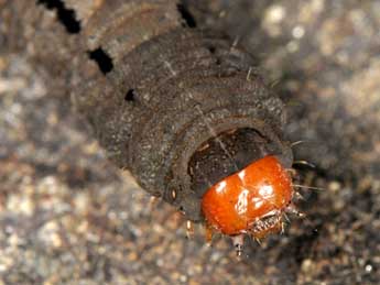  Chenille de Xestia ashworthii Dbld. - �Wolfgang Wagner, www.pyrgus.de
