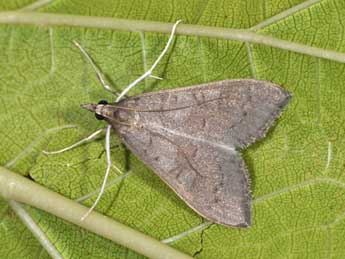 Mecyna asinalis Hb. adulte - �Philippe Mothiron