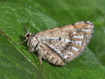 Isturgia assimilaria Rbr adulte - �Philippe Mothiron