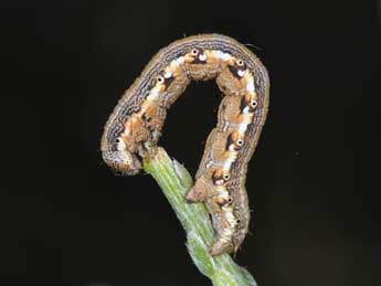  Chenille de Isturgia assimilaria Rbr - �Philippe Mothiron