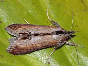 Cucullia asteris D. & S. adulte - �Jean-Paul Coat