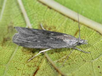 Epischnia asteris Stgr adulte - �Philippe Mothiron