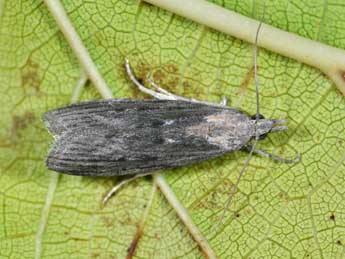 Epischnia asteris Stgr adulte - �Philippe Mothiron