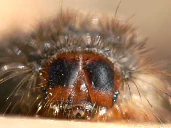  Chenille de Ocneria atlantica Rbr - �Emmanuel Ruiz