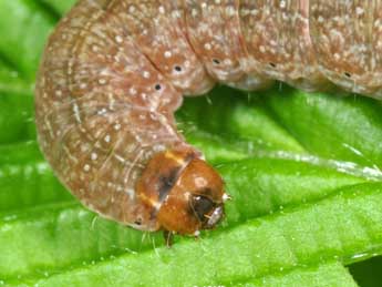  Chenille de Tiliacea aurago D. & S. - �Philippe Mothiron