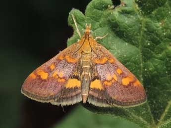 Pyrausta aurata Scop. adulte - �Jean-Pierre Lamoline