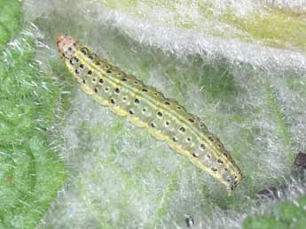  Chenille de Pyrausta aurata Scop. - �Philippe Mothiron