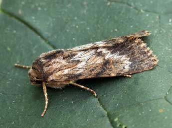 Aporophyla australis Bsdv. adulte - �Daniel Morel