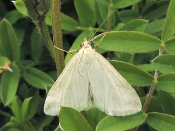 Udea austriacalis H.-S. adulte - �Jean-Pierre Lamoline