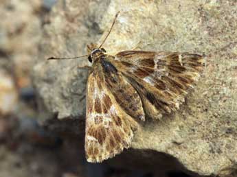 Muschampia baeticus Rbr adulte - �Daniel Morel