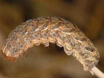  Chenille de Xestia baja D. & S. - �Wolfgang Wagner, www.pyrgus.de