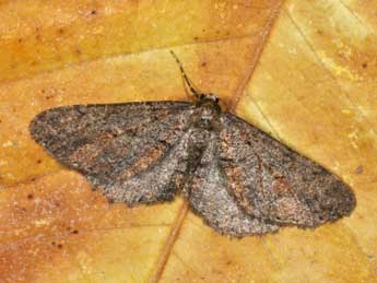 Cryopega bajaria D. & S. adulte - �Philippe Mothiron